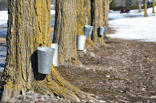 Early sap flow welcomed by maple producers