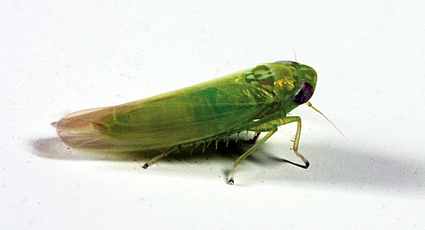 Potato Leafhopper in alfalfa and beans in Eastern Ontario (OMAFRA Field Crop News)