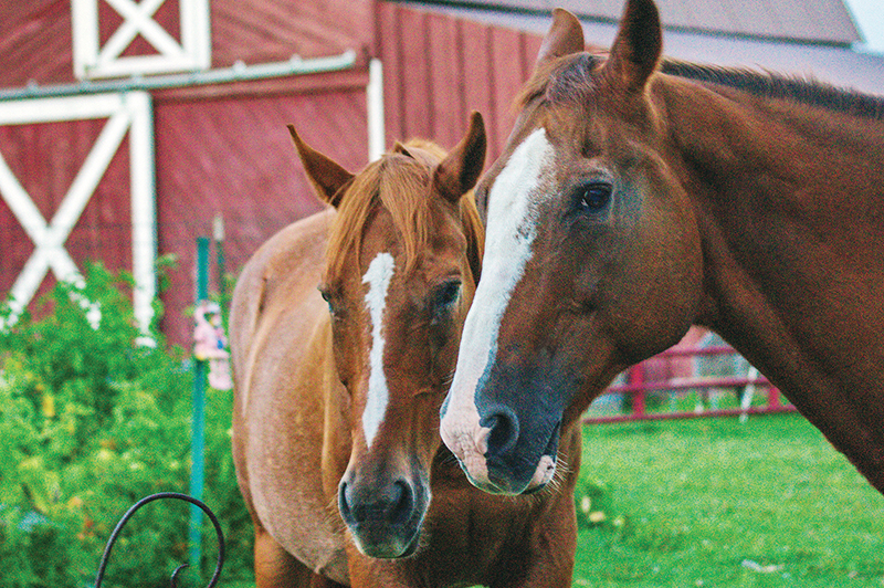 Equine virus infects horses on west Quebec farm