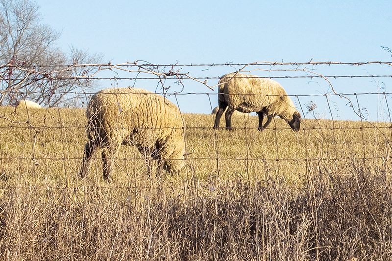 Amazon and sheep farming: Are they related?