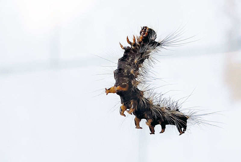 A new outbreak of gypsy moth in Ontario?
