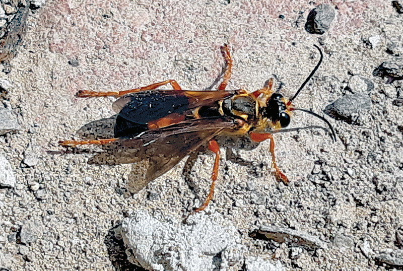 The great golden digger wasps are back