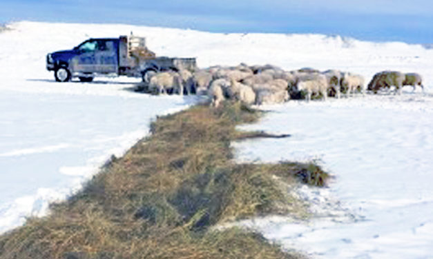 Bale grazing for sheep flocks