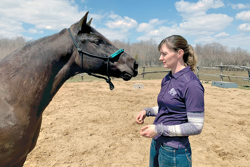Preparing yourself for horse ownership – Part 1