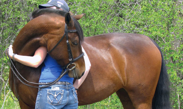 Preparing yourself for horse ownership – Part 2
