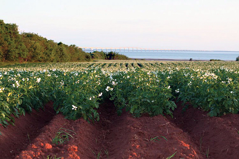 Potato wart still dominates trade with United States