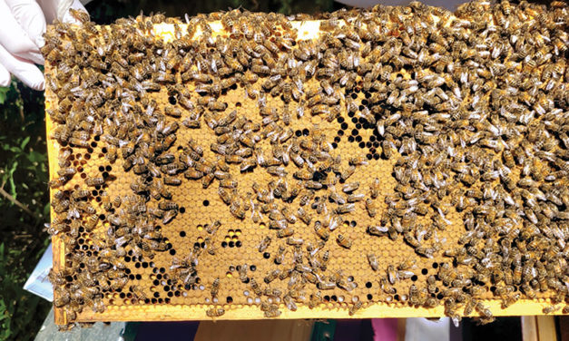 Unprecedented storm adds to beekeepers’ concerns