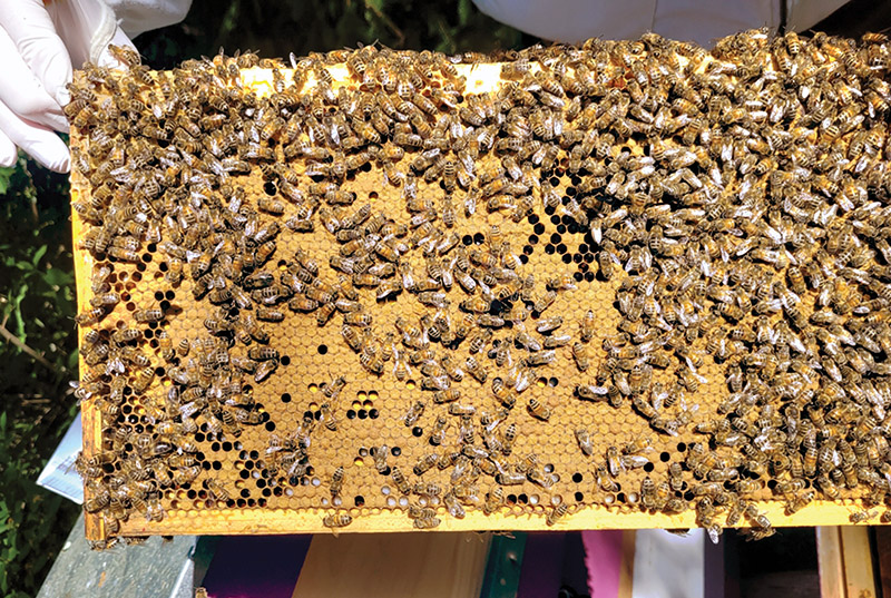 Unprecedented storm adds to beekeepers’ concerns
