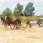 Leeds County Draft Horse Club hosts annual harvesting event in Inkerman