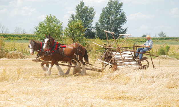 Leeds County Draft Horse Club hosts annual harvesting event in Inkerman