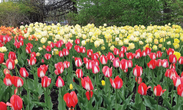 Tulips bloom in Ottawa