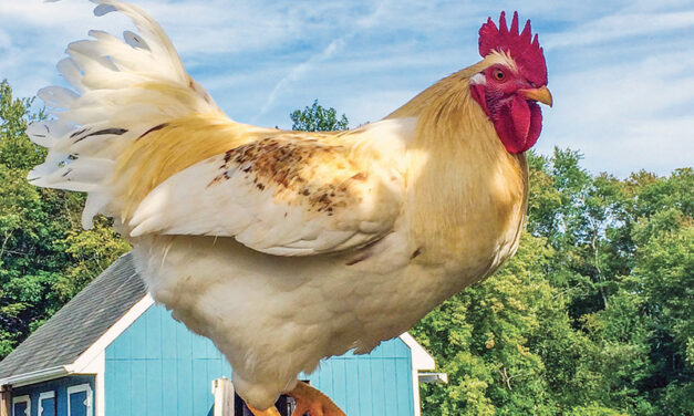 Joint US-Brazil research into transforming poultry manure into nutrient-rich fertilizer