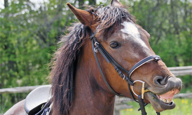 Preparing yourself for horse ownership (Part 20) – Aging a horse by its teeth