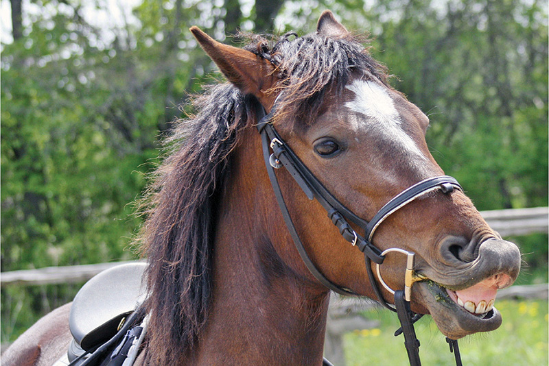 Preparing yourself for horse ownership (Part 20) – Aging a horse by its teeth