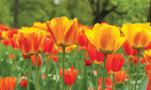 Celebrating tulip month