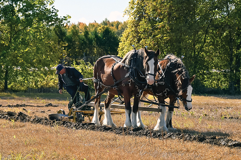 Stormont County Plowing Match was a great way to spend a day