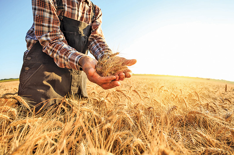 Cereals Canada predicts tariffs on Canadian cereals will hurt North American consumers