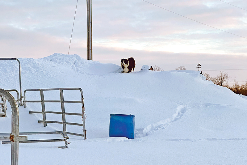 Braving the winter wonderland!