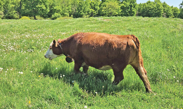 Virtual fencing comes to livestock farming
