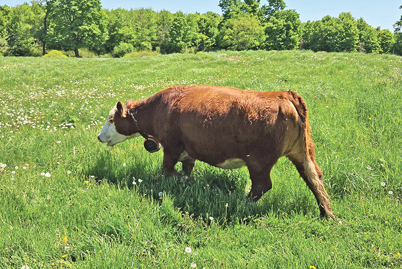 Virtual fencing comes to livestock farming