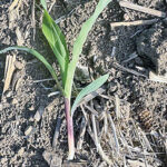 From the field – Agronomy update