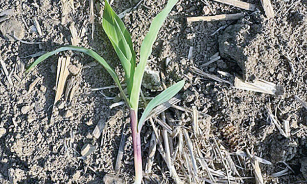 From the field – Agronomy update