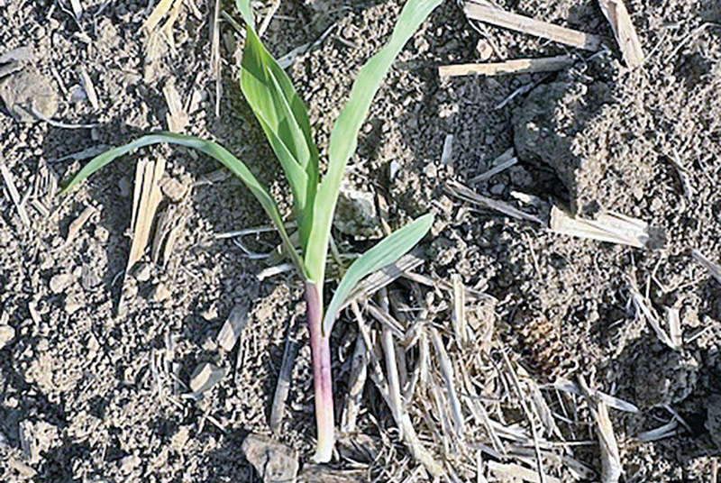 From the field – Agronomy update