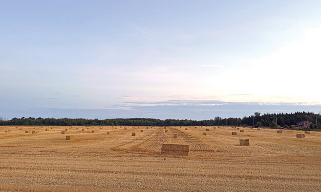 Harvest time