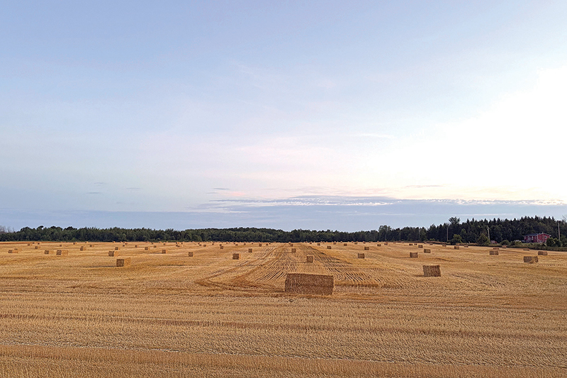 Harvest time