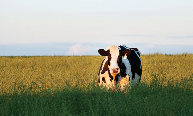 Ontario cattle farm sector gets boost from Fed/Provincial investment