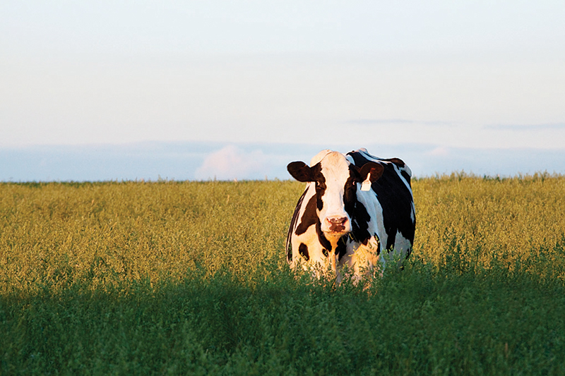 Ontario cattle farm sector gets boost from Fed/Provincial investment