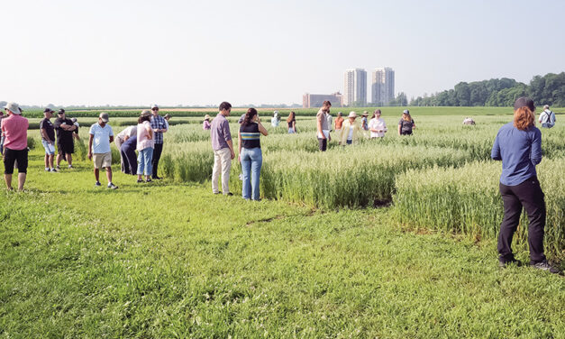 Agriculture and Agri-Food Canada (AAFC) Ottawa Oat and Wheat Field Days