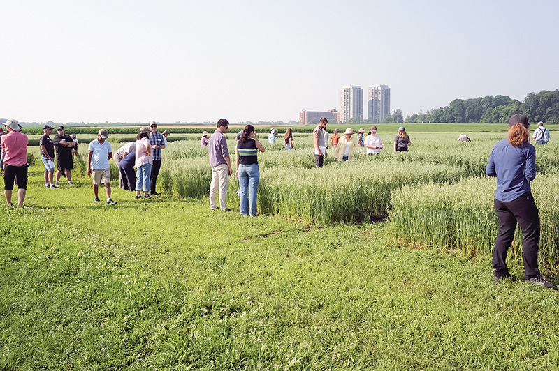 Agriculture and Agri-Food Canada (AAFC) Ottawa Oat and Wheat Field Days