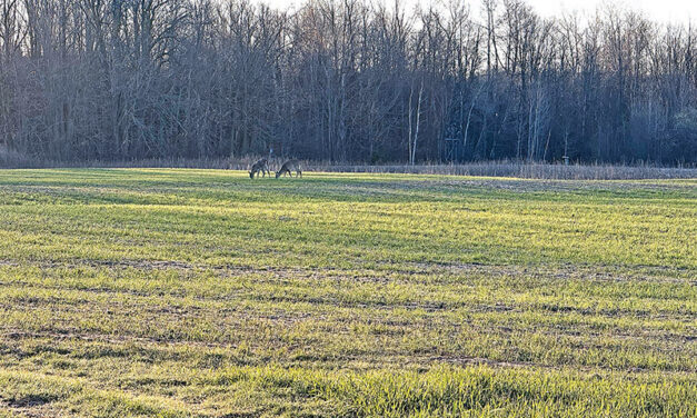 The deer have given their approval on the winter wheat!