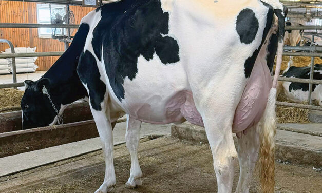 Winright Holsteins tops 2026 Dundas County Breeder’s Cup